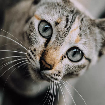 What Are The Common Causes Of Cat Allergies?