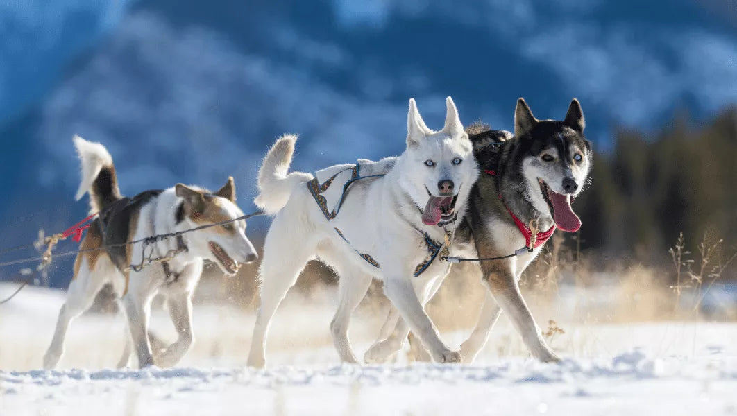 The Best List of Sled Dog Names