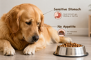 Summer Guide for Sensitive Dogs: Keep Digestion & Coat Healthy