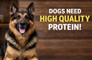 What Does Highly Digestible Protein Really Mean for Your Dog?