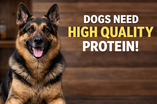 What Does Highly Digestible Protein Really Mean for Your Dog?