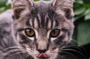 Your Cat’s Nutrition cat-needs