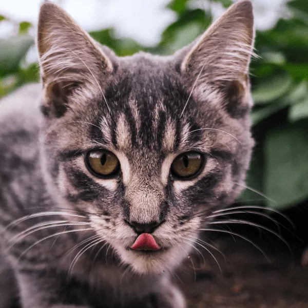 Your Cat’s Nutrition cat-needs