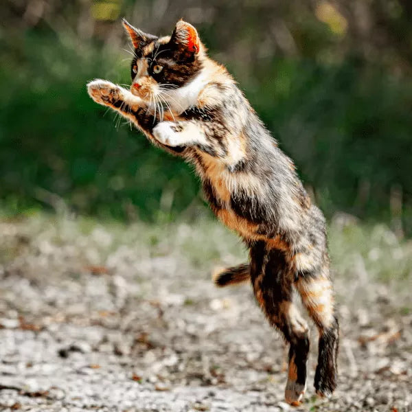 Why Is It Important For Your Cat To Do Exercises?