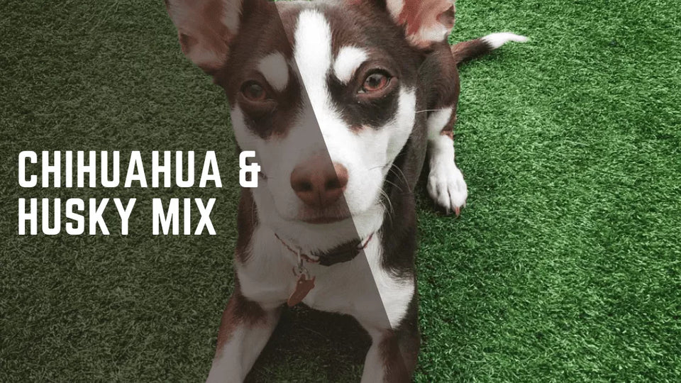 Everything You Need To Know About Chihuahua Husky Mix