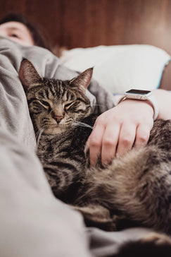 Ways To Prevent Injury In Mature Cats