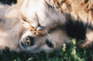 Understanding Pet Food Labels