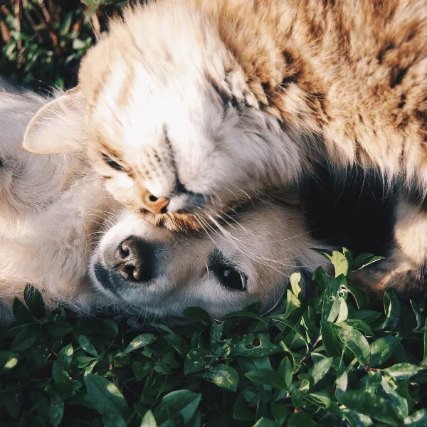 Understanding Pet Food Labels