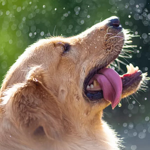 Everything That You May Want To Know About The Dogs’ Bath