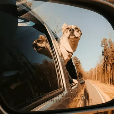 Few Things That You Can Consider Before Taking Your Dog On A Car Trip