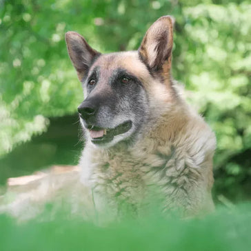 Are You Thinking Of Adopting A Dog Or Cat? Choose an Older Shelter Pet!
