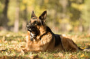 Why Do German Shepherds Howl?