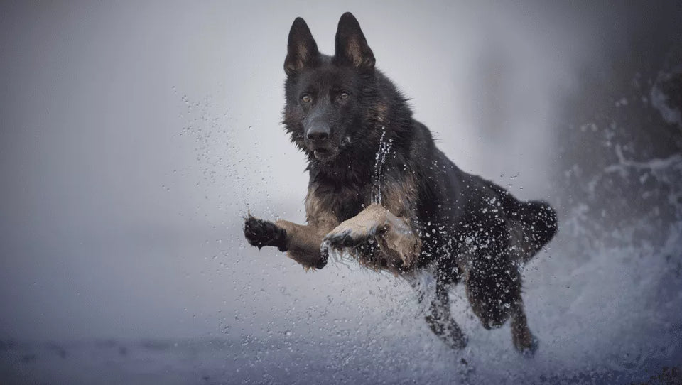 Best Viking Dog Names For Your Pup