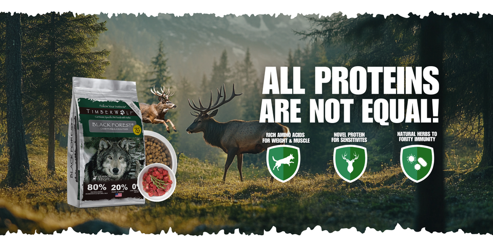 High-Protein Dog Food Is a Smart Long-Term Investment for Your Dog’s Health