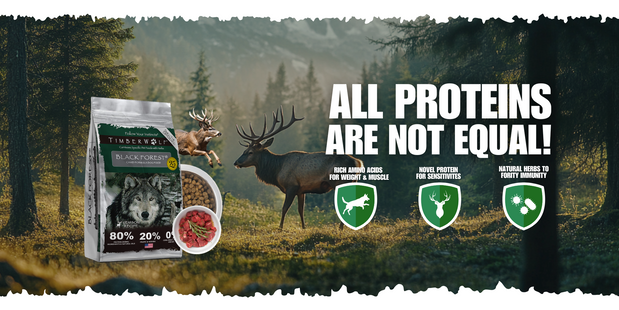 High-Protein Dog Food Is a Smart Long-Term Investment for Your Dog’s Health