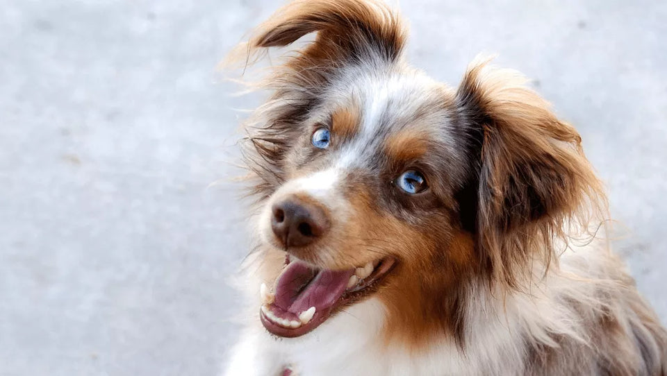 Red Australian Shepherd: Origin, Colors and Characteristics