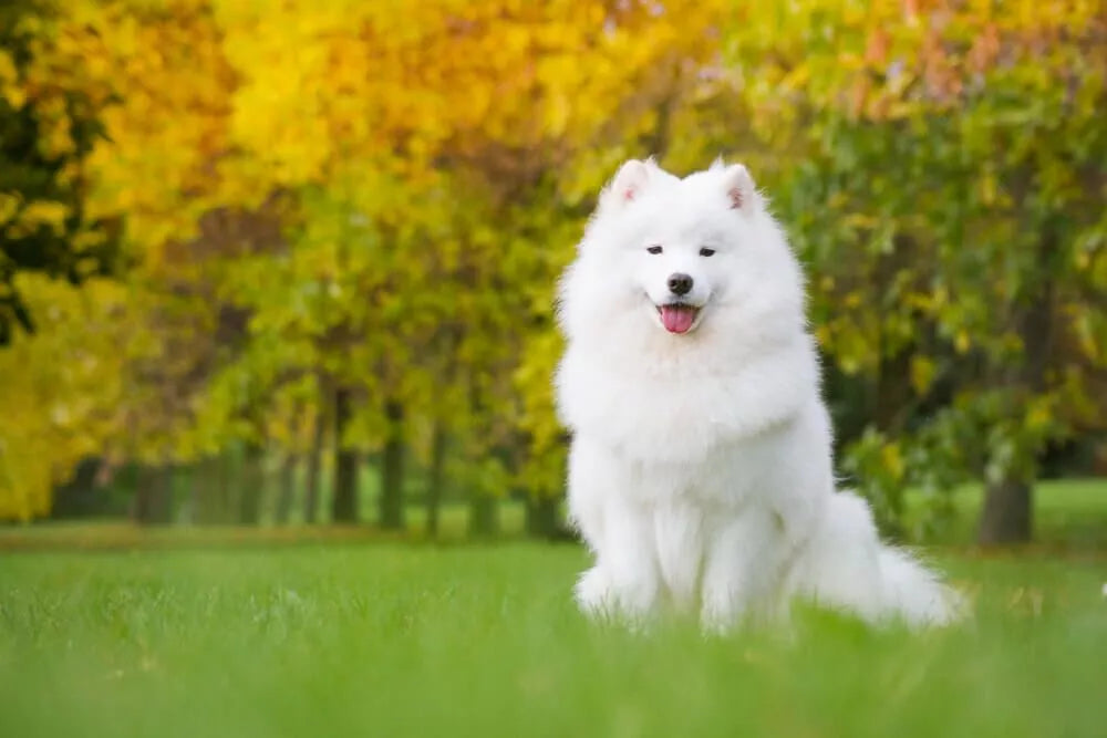 The Ultimate List of Samoyed Names