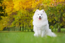 The Ultimate List of Samoyed Names