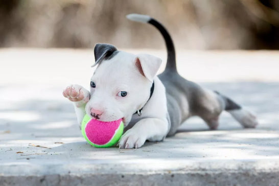 Female Warrior Names for Toughest Girl Dogs