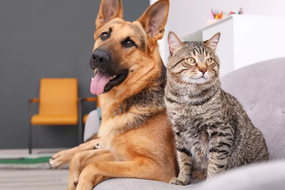 Are German Shepherds Good with Cats?