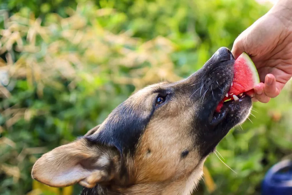 Can German Shepherds Eat Watermelon?