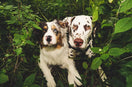Australian Shepherd Dalmatian Mix – Dalmadoodle Types and Facts