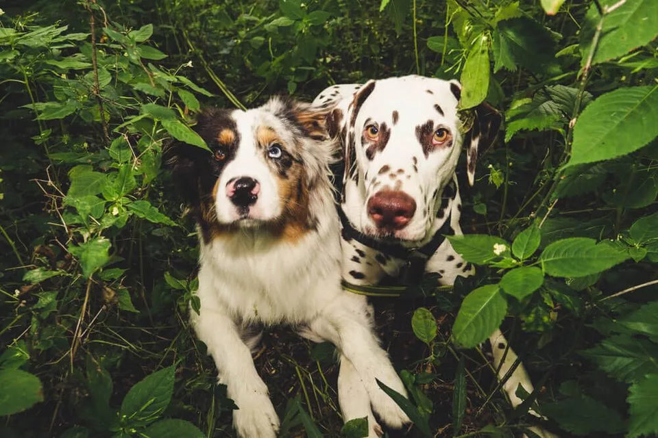 Australian Shepherd Dalmatian Mix – Dalmadoodle Types and Facts