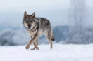 German Shepherd vs Wolf: The Main Differences