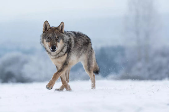 German Shepherd vs Wolf: The Main Differences