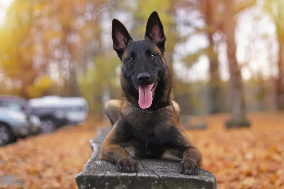 Belgian Malinois Growth Stages