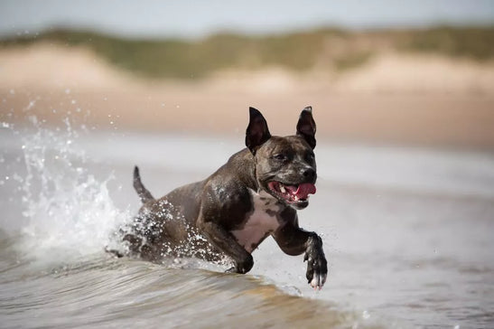 200+ Tough Dog Names for your Pup