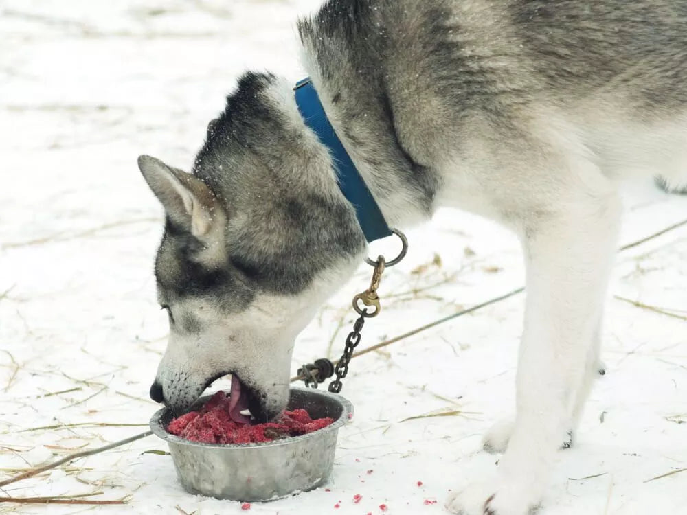 Crude Protein in Dog Food: Does Your Dog Need It?