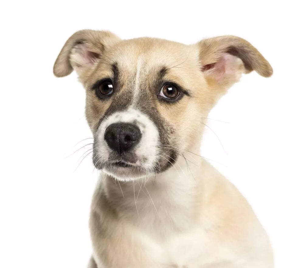 Husky Boxer Mix (Boxsky): Appearance, Health and Character