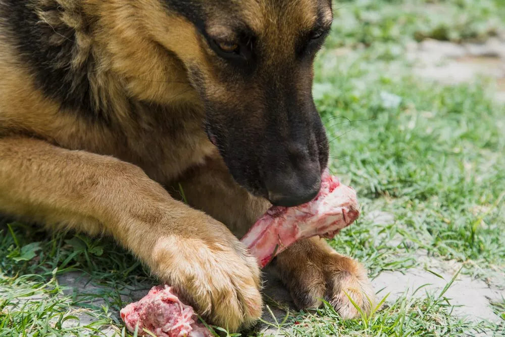 Raw Food For German Shepherds: Is It Good For Your Pup?