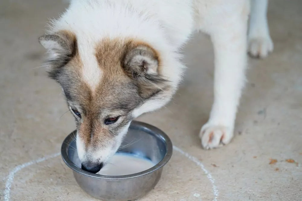 Can Huskies Drink Milk?