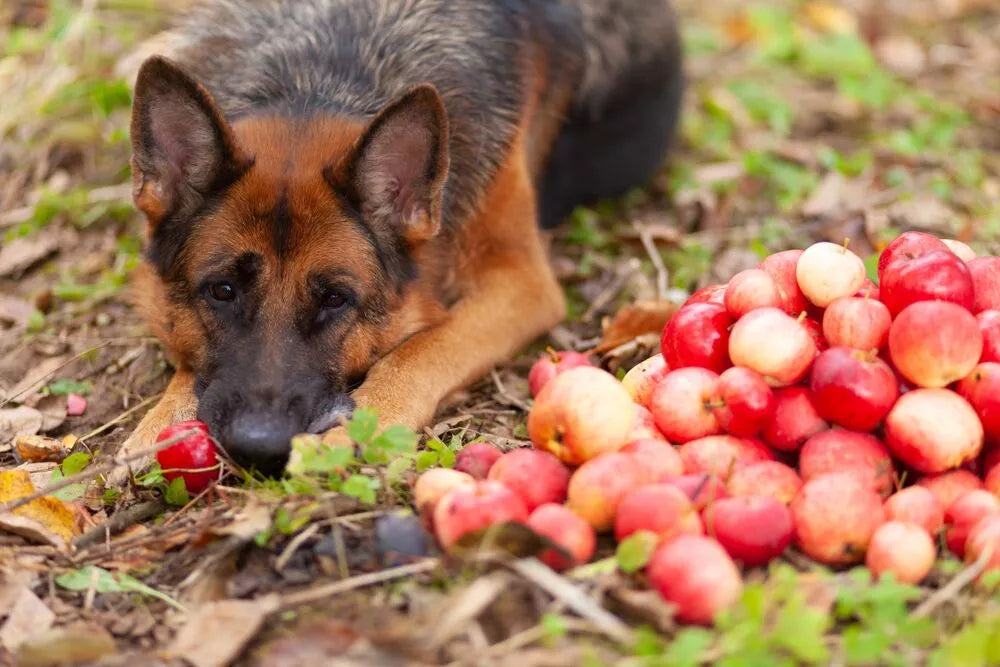 Can German Shepherds Eat Apples?