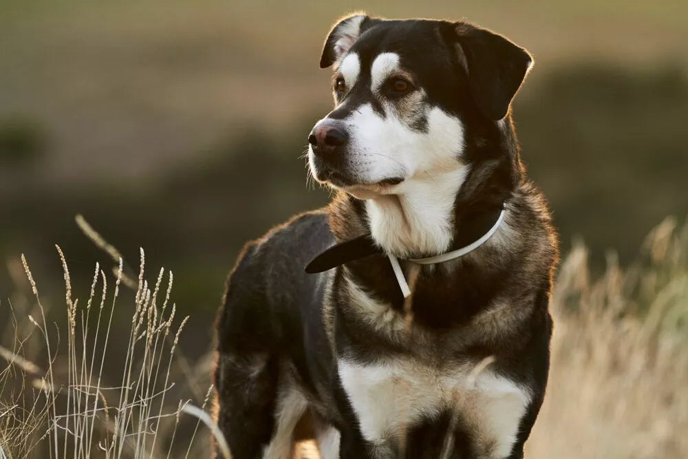 Husky Mastiff Mix: Bullsky Personality, Health and Grooming