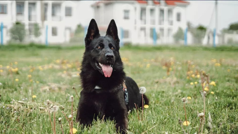Unique Black German Shepherds Names For Your Pup