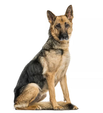 Signs You Are Underfeeding Your Dog