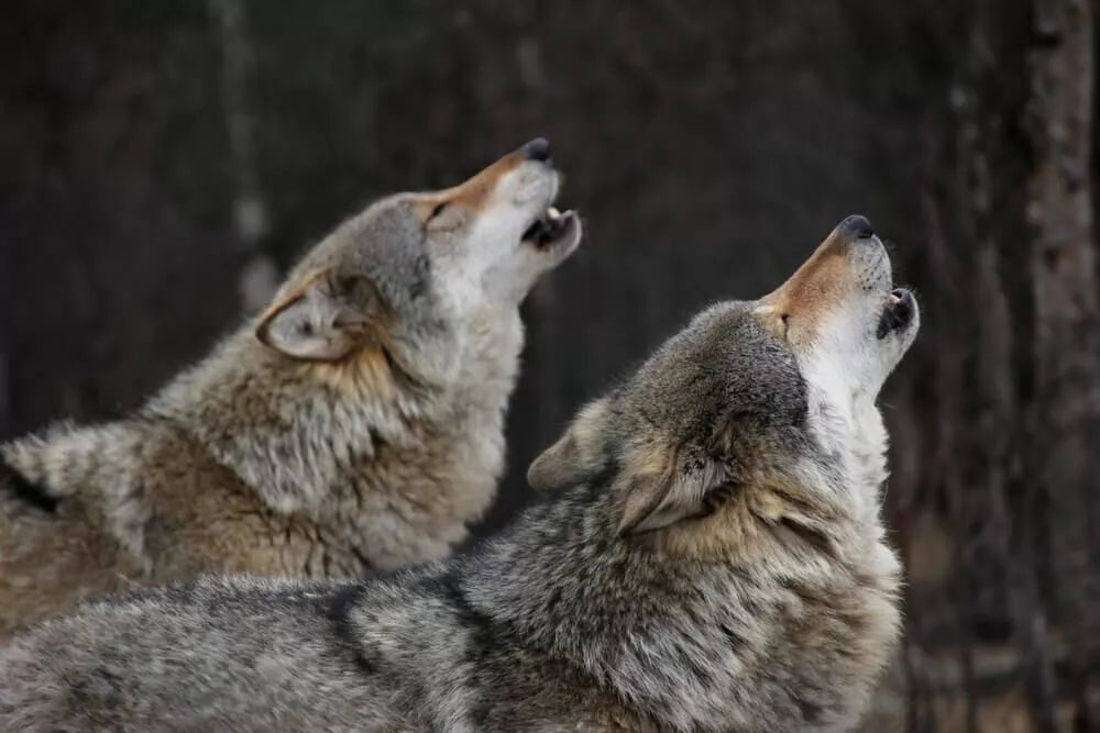The Ultimate List of Wolf Names