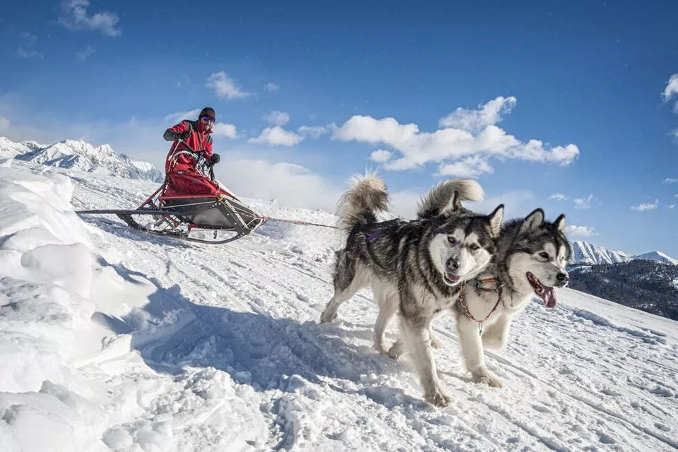 Alaskan Malamute Names You’ll Simply Adore