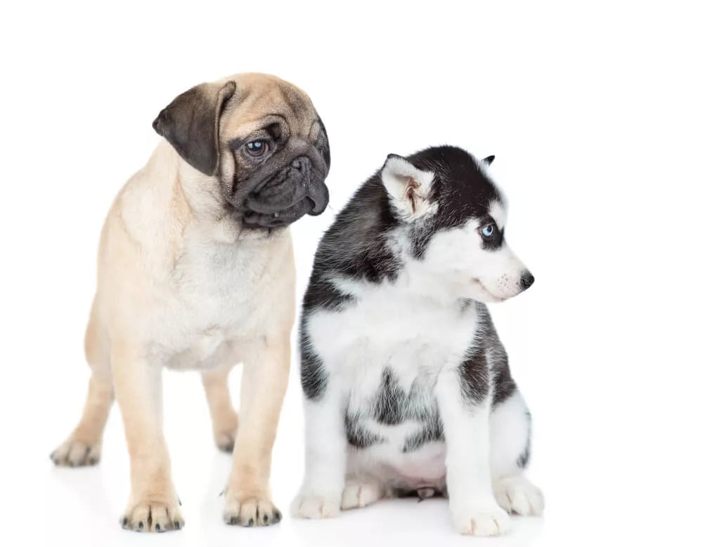 Husky Pug Mix: Meet The Amazing Hug Dog