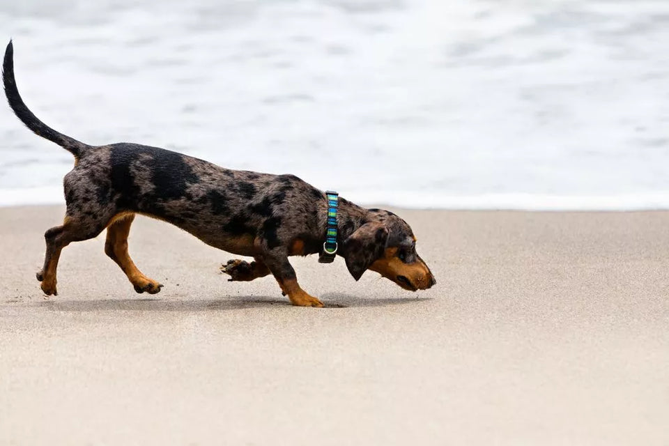 Australian Shepherd Dachshund Mix