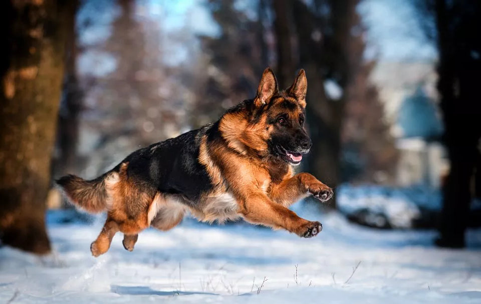 10 Most Interesting German Shepherd Facts