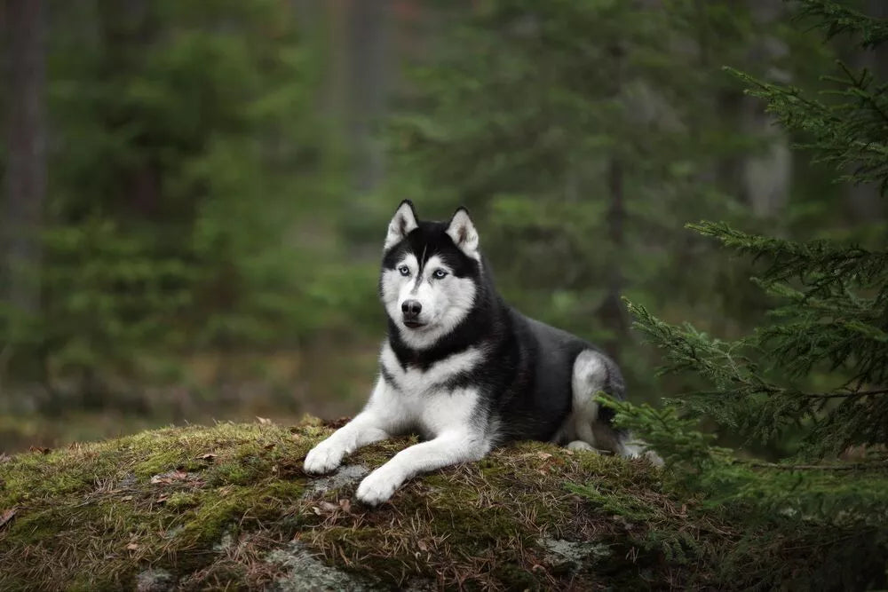 11 Husky Facts Both Husky Owners and Dog Lovers Will Adore