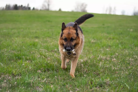 8 Types of German Shepherds You Should Know About