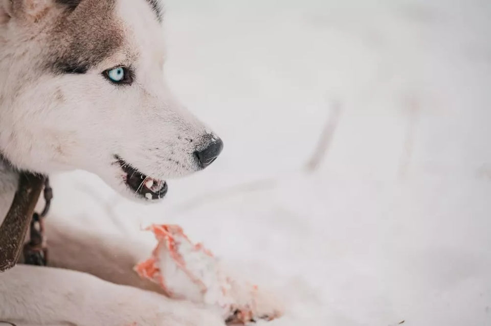 Can Huskies Eat Raw Chicken?
