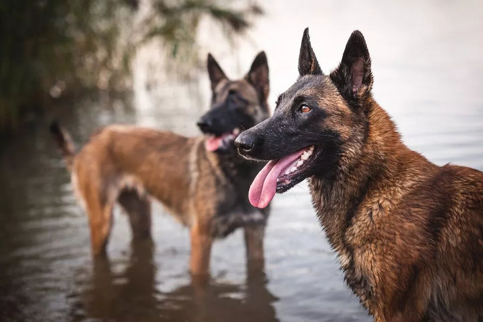 Do Belgian Malinoises Like Water?