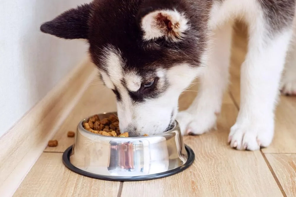Why Is My Husky Not Eating?