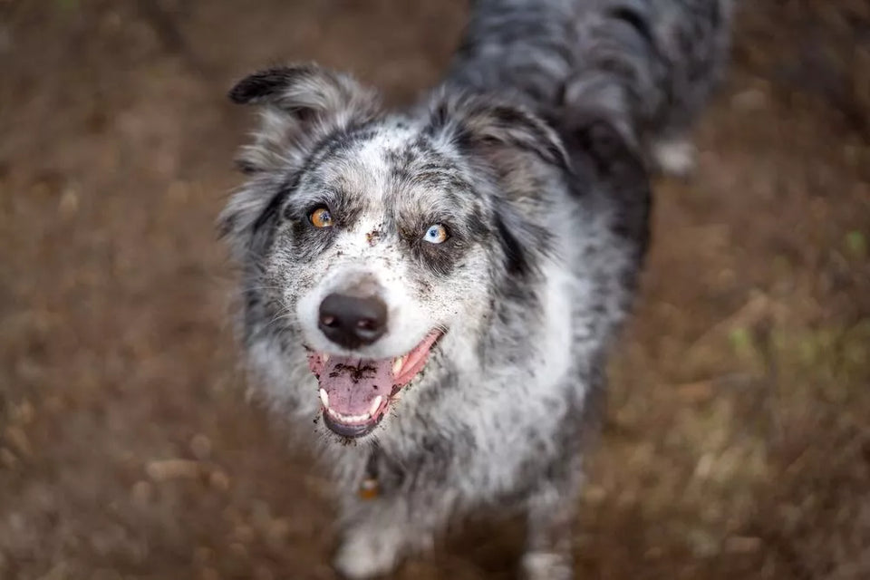 Black and White Australian Shepherd: A Well-Kept Secret Uncovered